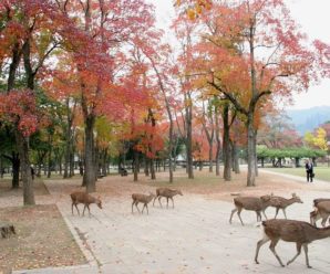 Du lịch Nhật Bản: Hà Nội – Nagoya – Nara – Osaka – Kyoto – Toyohashi – Núi Phú Sỹ – Hakone – Kawaguchiko – Tokyo 6 Ngày 5 đêm