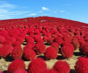 Du lịch Nhật Bản: Hà Nội – Tokyo – Sendai – Fukushima – Tochigi – Ibaraki 5 ngày 5 đêm