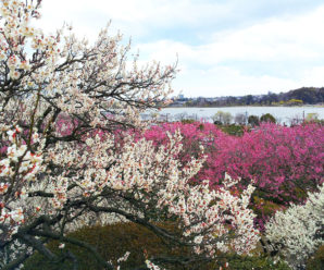 Du lịch Nhật Bản: Tp Hồ Chí Minh – Tokyo – Hakone – Núi Phú Sỹ 6 Ngày 5 đêm