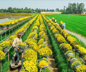 Tour du lịch Châu Đốc – Sa Đéc – Tiền Giang 1 ngày