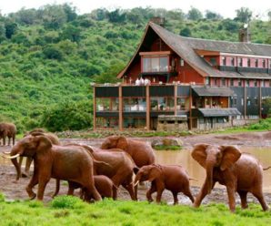 Du lịch Kenya 7 ngày 6 đêm. Thiên đường hoang dã châu Phi