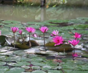 Tour Du lịch Hà Nội – Hòa Bình 1 ngày: Khám phá Khu du lịch sinh thái Vịt Cổ Xanh