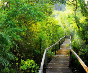 Tour du lịch khám phá rừng quốc gia Nam Cát Tiên 1 ngày