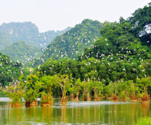 Du lịch Miền Bắc: Hà Nội – Ninh Bình – Bái Đính – Tràng An – Vườn Chim Thung Nham 2 ngày 1 đêm