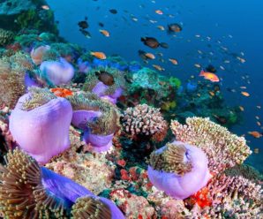 Top 10 địa điểm du lịch đẹp nổi tiếng nhất Maldives